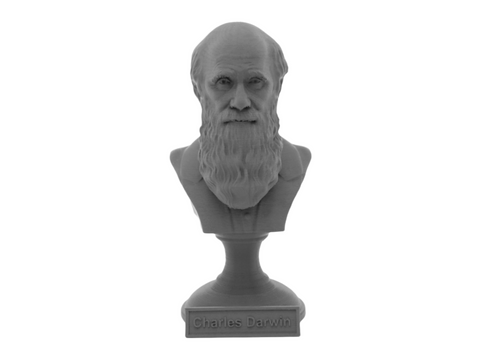 Charles Darwin, 5-inch Bust on Pedestal, Gray