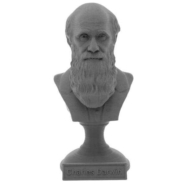 Charles Darwin Famous English Naturalist, Geologist, and Biologist Sculpture Bust on Pedestal