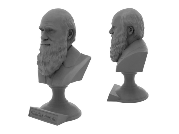 Charles Darwin Famous English Naturalist, Geologist, and Biologist Sculpture Bust on Pedestal