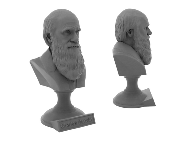 Charles Darwin Famous English Naturalist, Geologist, and Biologist Sculpture Bust on Pedestal