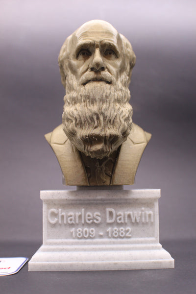 Charles Darwin Famous English Naturalist, Geologist, and Biologist Sculpture Bust on Box Plinth