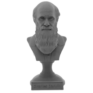 Charles Darwin Famous English Naturalist, Geologist, and Biologist Sculpture Bust on Pedestal