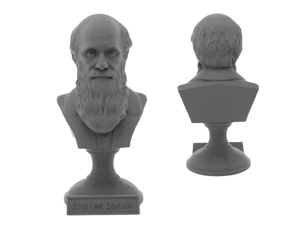 Charles Darwin Famous English Naturalist, Geologist, and Biologist Sculpture Bust on Pedestal